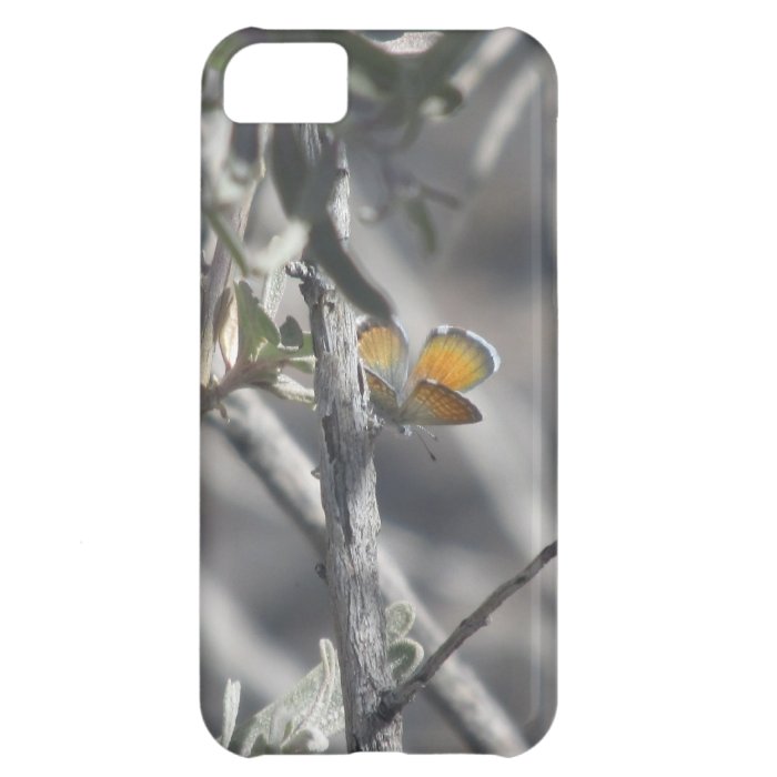 Western Pygmy Blue Butterfly Case For iPhone 5C