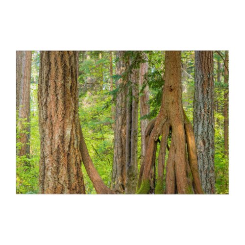 Western Red Cedar Tree  Washington State Acrylic Print