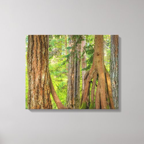 Western Red Cedar Tree  Washington State Canvas Print