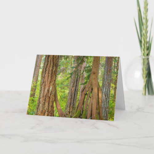 Western Red Cedar Tree  Washington State Card