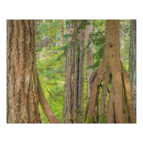 Western Red Cedar Tree  Washington State Faux Canvas Print