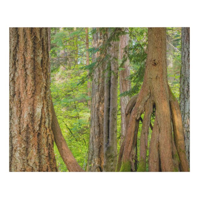 Western Red Cedar Tree | Washington State Faux Canvas Print (Front)