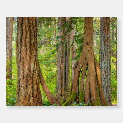 Western Red Cedar Tree  Washington State Foam Board