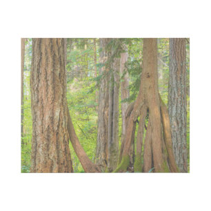 Western Red Cedar Tree Washington State Gallery Wrap