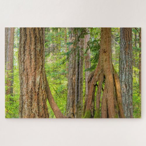 Western Red Cedar Tree  Washington State Jigsaw Puzzle