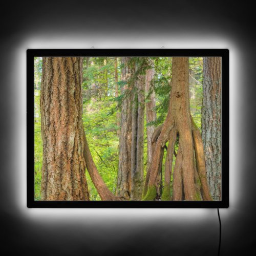 Western Red Cedar Tree  Washington State LED Sign
