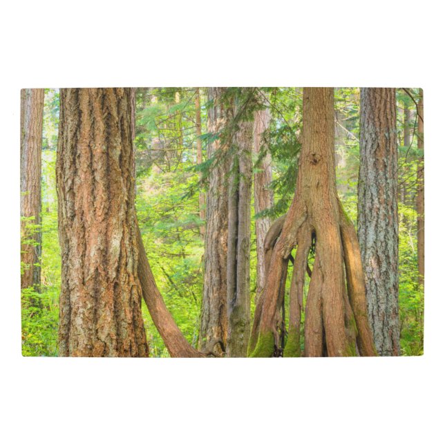 Western Red Cedar Tree | Washington State Metal Print (Front)