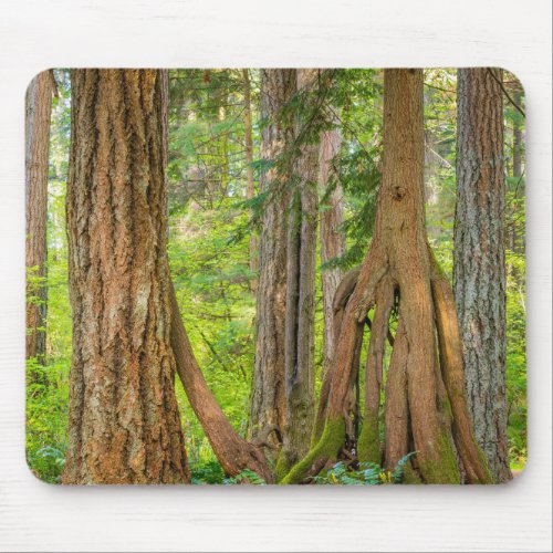 Western Red Cedar Tree  Washington State Mouse Pad