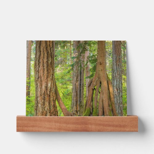Western Red Cedar Tree  Washington State Picture Ledge