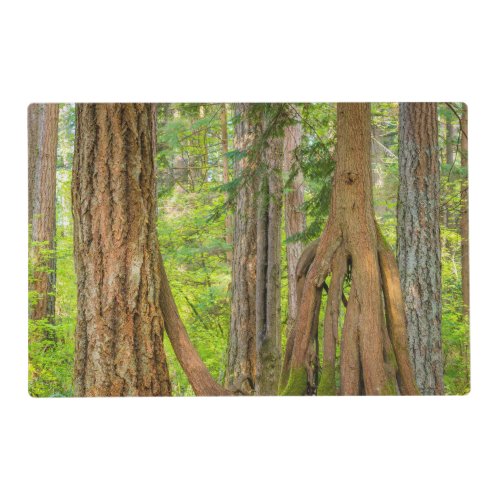 Western Red Cedar Tree  Washington State Placemat