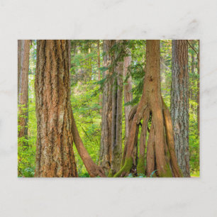 Western Red Cedar Tree Washington State Postcard