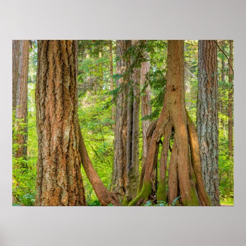 Western Red Cedar Tree  Washington State Poster