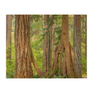 Western Red Cedar Tree Washington State Wood Wall Art