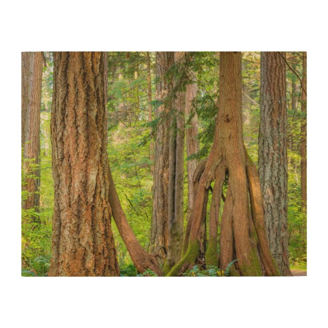 Western Red Cedar Tree | Washington State Wood Wall Art (Front)