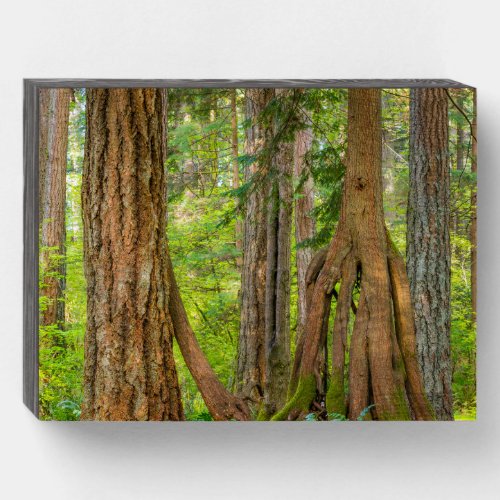 Western Red Cedar Tree  Washington State Wooden Box Sign