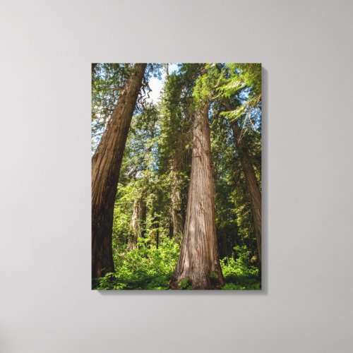 Western Red Cedar Trees Canvas Print