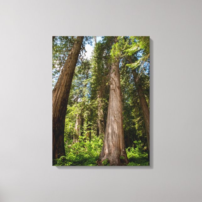 Western Red Cedar Trees Canvas Print (Front)