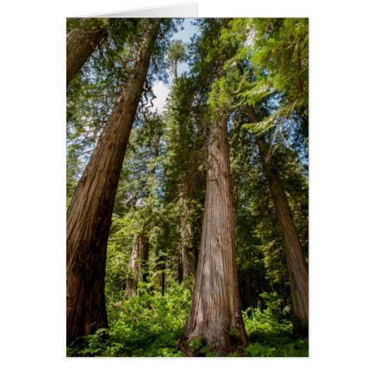 Western Red Cedar Trees Cards (Front)