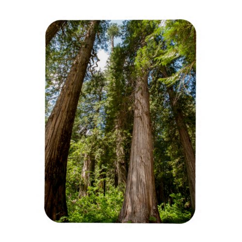 Western Red Cedar Trees Magnet