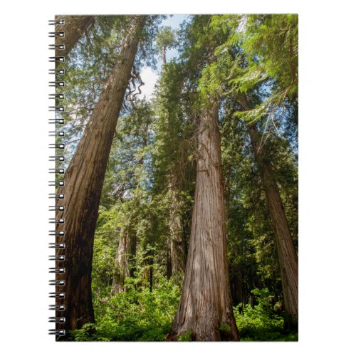 Western Red Cedar Trees Notebook