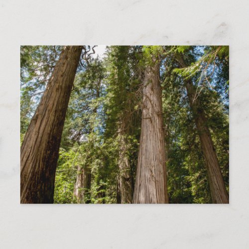 Western Red Cedar Trees Postcard