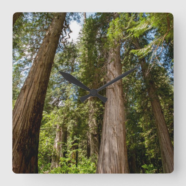 Western Red Cedar Trees Square Wall Clock (Front)