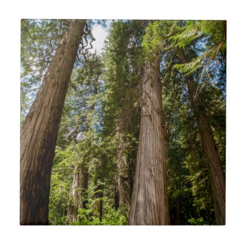 Western Red Cedar Trees Tile