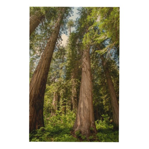 Western Red Cedar Trees Wood Wall Decor