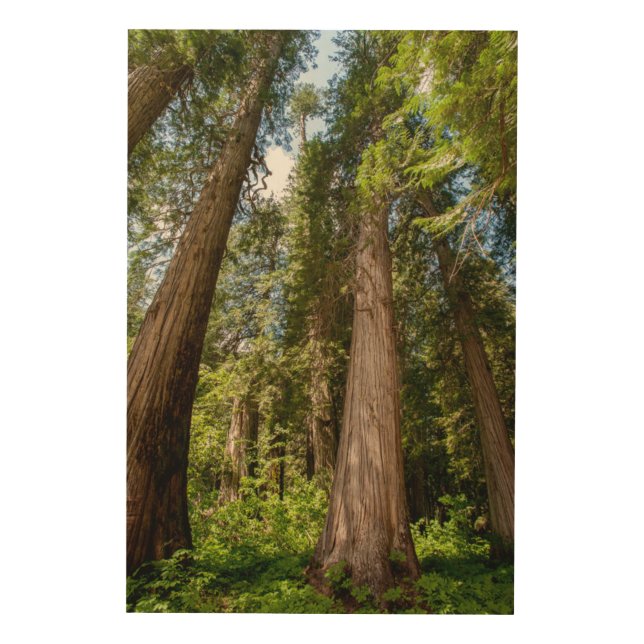 Western Red Cedar Trees Wood Wall Decor (Front)