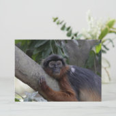 Western Red Colobus Monkey (Standing Front)