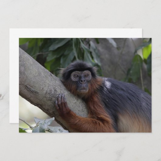 Western Red Colobus Monkey (Front/Back)