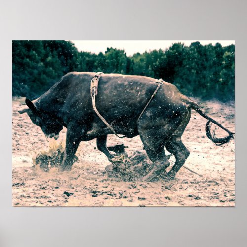 Western Rodeo Black Bull Country Cowboy Rustic Poster