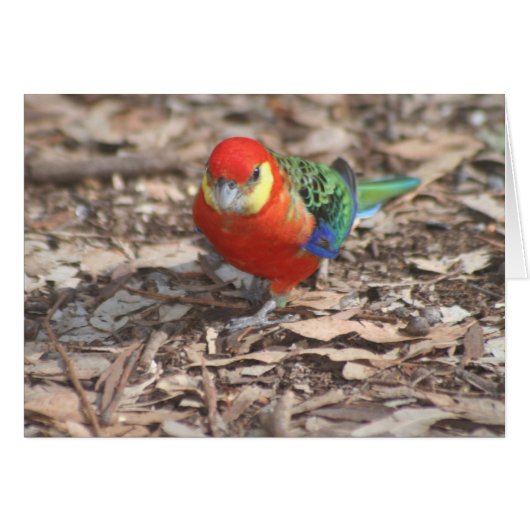 Western Rosella - Platycercus icterotis (Front Horizontal)