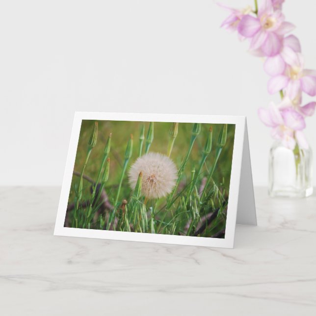 Western Salsify Plant Card (Orchid)