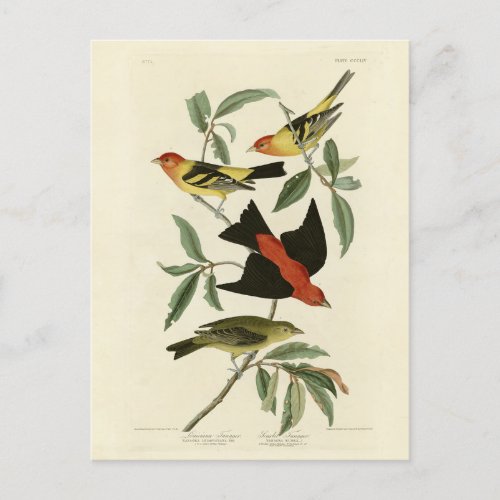 Western Scarlet Tanagers Audubon Birds of America Postcard