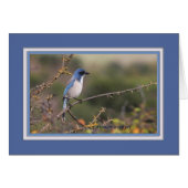 Western_scrub_jay_1613 (Front Horizontal)
