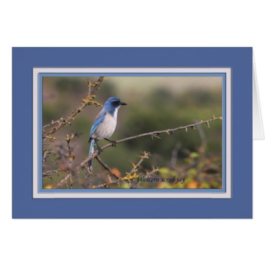 Western_scrub_jay_1613 Cards (Front Horizontal)
