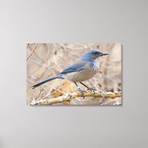 Western Scrub Jay Aphelocoma californica Canvas Print