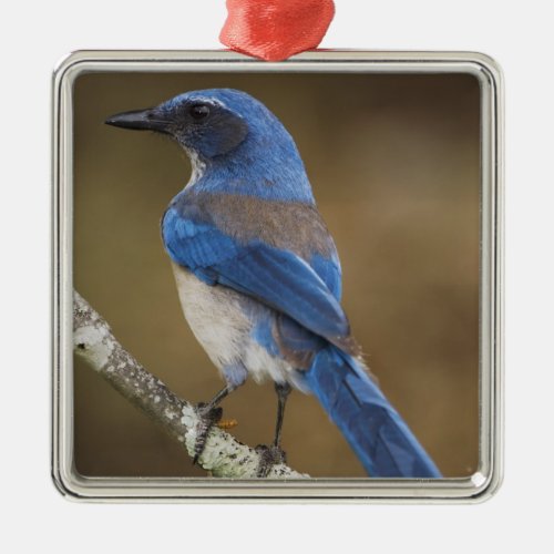 Western Scrub_Jay  Aphelocoma californica Metal Ornament