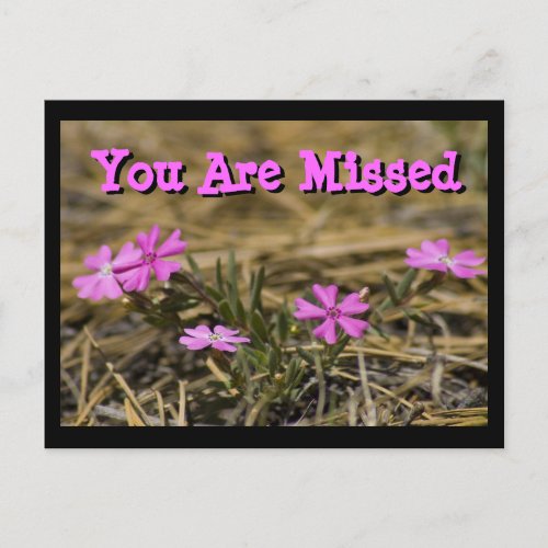 Western Showy Purple Phlox Wildflower Custom Postcard