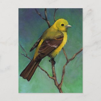 Western Tanager: Bird In Oil Pastel Postcard by joyart at Zazzle