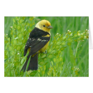 Western Tanager Cards