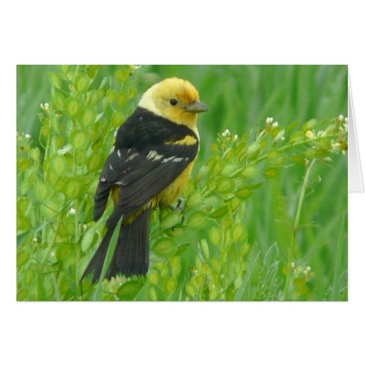 Western Tanager Cards (Front Horizontal)