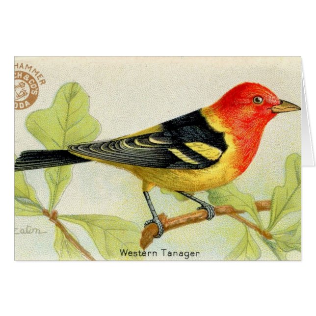 Western Tanager Cards (Front Horizontal)