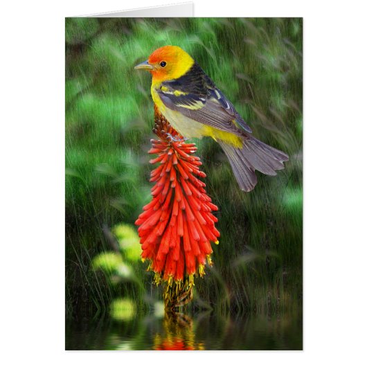 Western Tanager Cards (Front)