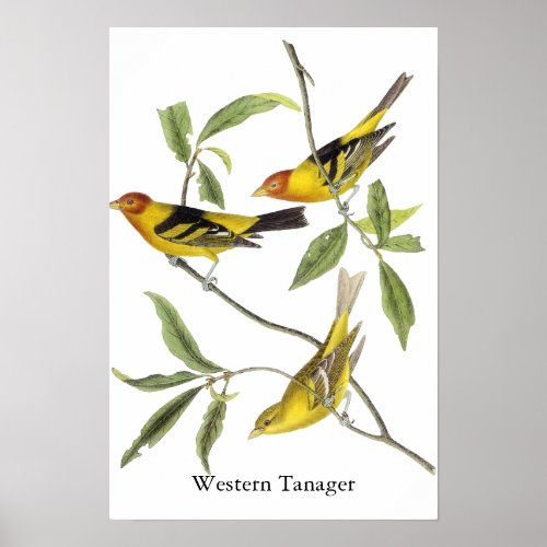 Western Tanager _ John James Audubon Poster