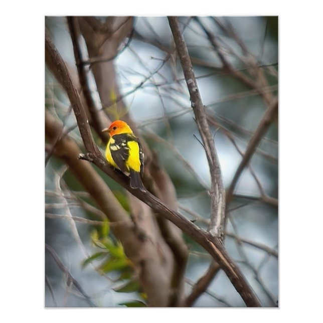 Western Tanager Photo Print (Front)