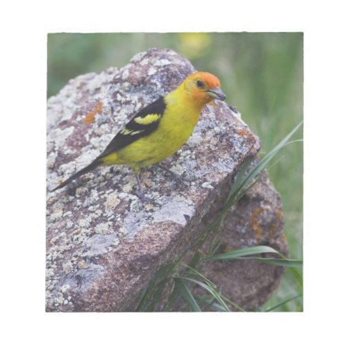 Western Tanager Piranga ludoviciana adult male Notepad