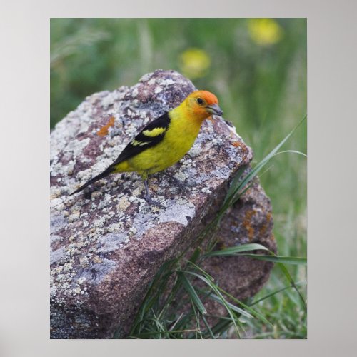 Western Tanager Piranga ludoviciana adult male Poster