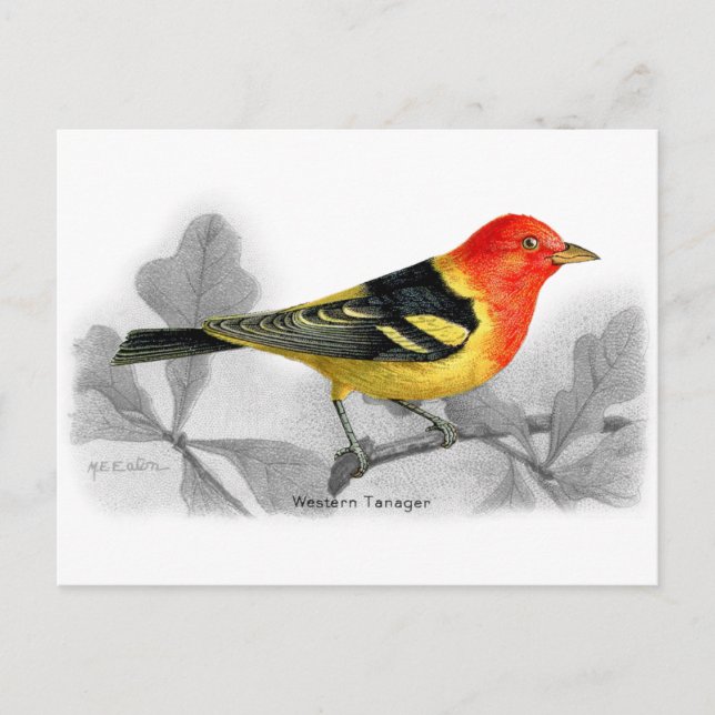 Western Tanager Postcard (Front)